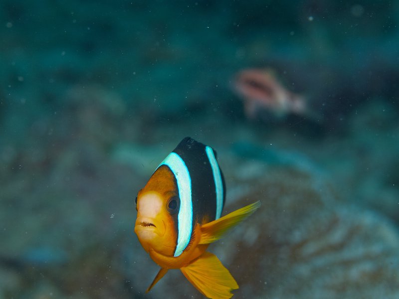 Clown Fish, House Reef